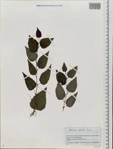 Betula costata Trautv., Siberia, Russian Far East (S6) (Russia)