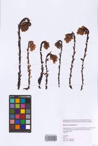 Hypopitys monotropa Crantz, Eastern Europe, North-Western region (E2) (Russia)