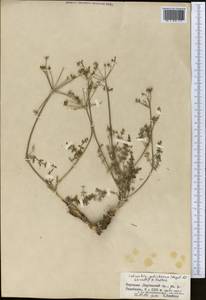 Schrenkia golickeana (Regel & Schmalh.) B.Fedtsch., Middle Asia, Western Tian Shan & Karatau (M3) (Kyrgyzstan)