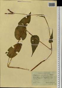 Bistorta officinalis subsp. pacifica (Petrov ex Kom.) Yonek., Siberia, Russian Far East (S6) (Russia)