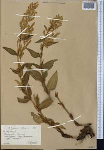 Koenigia alpina (All.) T. M. Schust. & Reveal, Middle Asia, Western Tian Shan & Karatau (M3) (Kazakhstan)