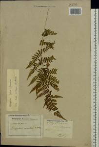 Athyrium filix-femina, Eastern Europe, Moscow region (E4a) (Russia)