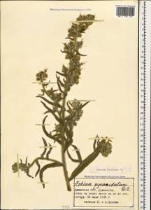 Echium italicum subsp. biebersteinii (Lacaita) Greuter & Burdet, Caucasus, Armenia (K5) (Armenia)