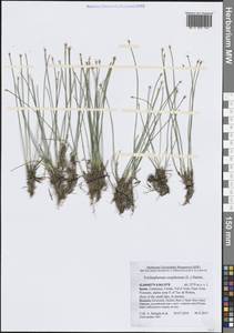 Trichophorum cespitosum (L.) Hartm., Western Europe (EUR) (Spain)