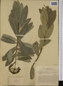 Bupleurum fruticosum L., Western Europe (EUR) (Italy)