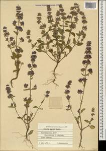 Nepeta meyeri Benth., Caucasus, Azerbaijan (K6) (Azerbaijan)