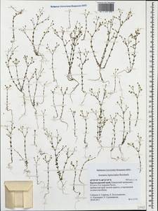 Arenaria leptoclados, Caucasus, Krasnodar Krai & Adygea (K1a) (Russia)