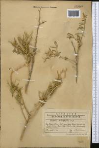 Halothamnus subaphyllus (C. A. Mey.) Botsch., Middle Asia, Western Tian Shan & Karatau (M3) (Kazakhstan)