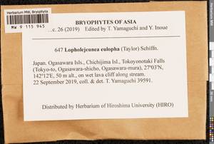 Lopholejeunea eulopha (Taylor) Schiffn., Bryophytes, Bryophytes - Asia (outside ex-Soviet states) (BAs) (Japan)