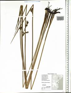 Juncus haenkei E.Mey., Siberia, Chukotka & Kamchatka (S7) (Russia)