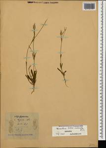 Silene conica subsp. conica, Caucasus, Dagestan (K2) (Russia)