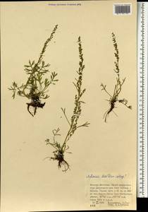 Artemisia desertorum Spreng., Mongolia (MONG) (Mongolia)