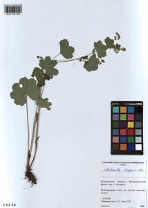 Alchemilla krylovii Juz., Siberia, Altai & Sayany Mountains (S2) (Russia)