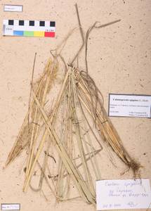 Calamagrostis epigejos (L.) Roth, Siberia, Altai & Sayany Mountains (S2) (Russia)