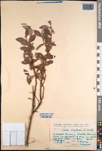 Salix krylovii E. L. Wolf, Siberia, Baikal & Transbaikal region (S4) (Russia)