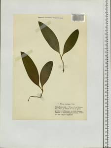 Allium ochotense Prokh., Siberia, Russian Far East (S6) (Russia)