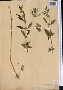 Chaiturus marrubiastrum (L.) Ehrh. ex Rchb., Middle Asia, Muyunkumy, Balkhash & Betpak-Dala (M9) (Kazakhstan)