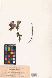 Salix aurita × repens, Eastern Europe, North-Western region (E2) (Russia)