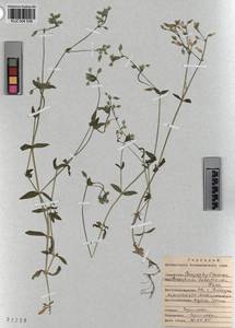 KUZ 004 538, Cerastium holosteoides Fries emend. Hyl., Siberia, Altai & Sayany Mountains (S2) (Russia)
