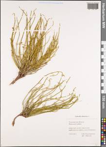 Ephedra distachya L., Eastern Europe, Middle Volga region (E8) (Russia)