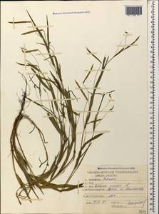 Lathyrus nissolia L., Caucasus, Krasnodar Krai & Adygea (K1a) (Russia)