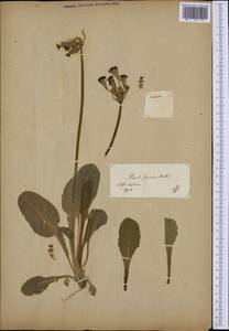 Primula elatior (L.) L., Botanic gardens and arboreta (GARD) (Estonia)