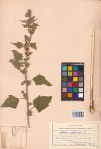 Althaea officinalis L., Middle Asia, Caspian Ustyurt & Northern Aralia (M8) (Kazakhstan)