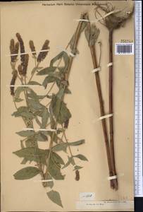 Mentha longifolia var. asiatica (Boriss.) Rech.fil., Middle Asia, Muyunkumy, Balkhash & Betpak-Dala (M9) (Kazakhstan)