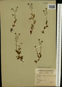 Myosotis scorpioides L., Eastern Europe, Northern region (E1) (Russia)