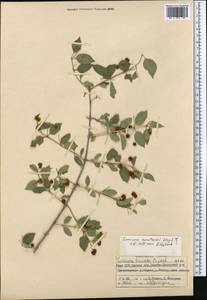 Lonicera korolkowii Stapf, Middle Asia, Western Tian Shan & Karatau (M3) (Kyrgyzstan)
