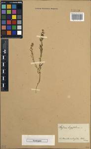 Thesium longifolium Turcz., Siberia, Baikal & Transbaikal region (S4) (Russia)