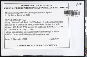 Ptychostomum pallescens (Schleich. ex Schwägr.) J.R. Spence, Bryophytes, Bryophytes - America (BAm) (United States)