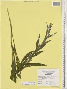 Centaurea jacea subsp. substituta (Czerep.) Mikheev, Caucasus, Krasnodar Krai & Adygea (K1a) (Russia)