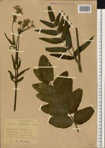 Sium latifolium L., Eastern Europe, Middle Volga region (E8) (Russia)