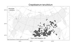 Crepidiastrum tenuifolium (Willd.) Sennikov, Atlas of the Russian Flora (FLORUS) (Russia)