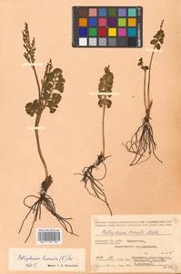 Botrychium lunaria (L.) Sw., Siberia, Chukotka & Kamchatka (S7) (Russia)