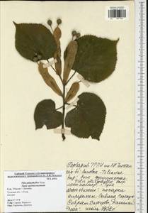 Tilia platyphyllos Scop., Eastern Europe, Central region (E4) (Russia)