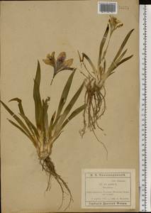 Iris pumila L., Eastern Europe, Rostov Oblast (E12a) (Russia)