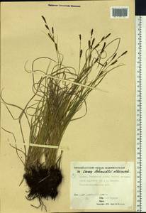 Carex schmidtii Meinsh., Siberia, Yakutia (S5) (Russia)
