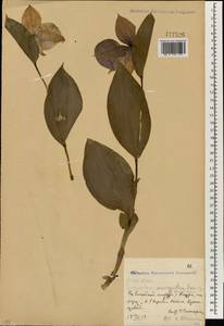 Cypripedium macranthos Sw., South Asia, South Asia (Asia outside ex-Soviet states and Mongolia) (ASIA) (China)