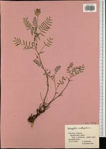 Astragalus onobrychis L., Eastern Europe, Central region (E4) (Russia)