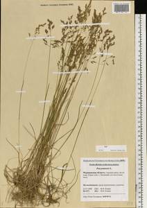 Poa pratensis L., Eastern Europe, Northern region (E1) (Russia)