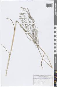 Apera spica-venti (L.) P.Beauv., Eastern Europe, Middle Volga region (E8) (Russia)