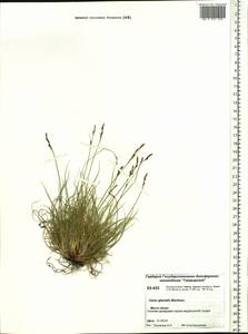 Carex glacialis Mack., Siberia, Central Siberia (S3) (Russia)
