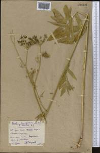 Sium sisarum L., Middle Asia, Northern & Central Kazakhstan (M10) (Kazakhstan)