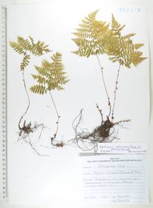 Diplazium sibiricum (Turcz. ex Kunze) Sa.Kurata, Siberia, Russian Far East (S6) (Russia)