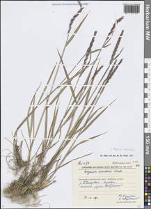 Elymus macrourus (Turcz. ex Steud.) Tzvelev, Siberia, Chukotka & Kamchatka (S7) (Russia)
