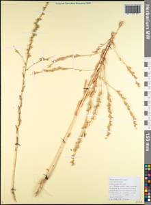 Myagrum perfoliatum L., Caucasus, Black Sea Shore (from Novorossiysk to Adler) (K3) (Russia)