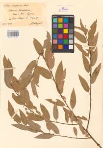 Salix songarica Andersson, Middle Asia, Syr-Darian deserts & Kyzylkum (M7) (Kazakhstan)