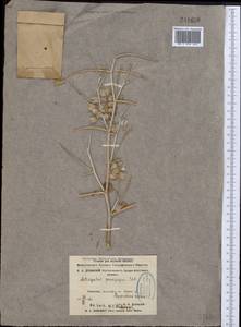 Astragalus paucijugus Schrenk, Middle Asia, Karakum (M6) (Turkmenistan)